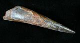 Huge Rooted Pterosaur Tooth - Kem Kem Beds #18906-1